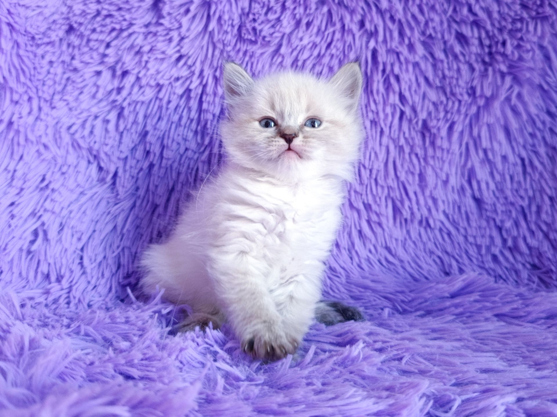 Невська маскарадна дівчинка з документами Delina