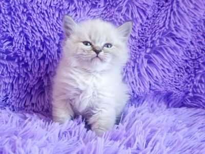 Невська маскарадна дівчинка з документами Delina