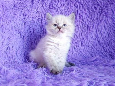 Невська маскарадна дівчинка з документами Delina