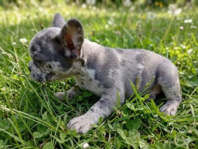 Цуценя французького бульдога