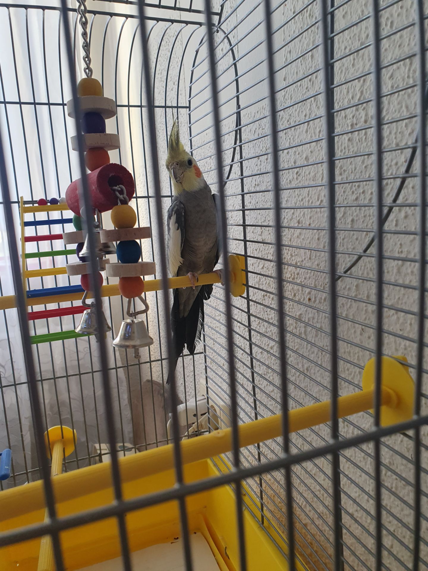 Корела самець 4 місяці