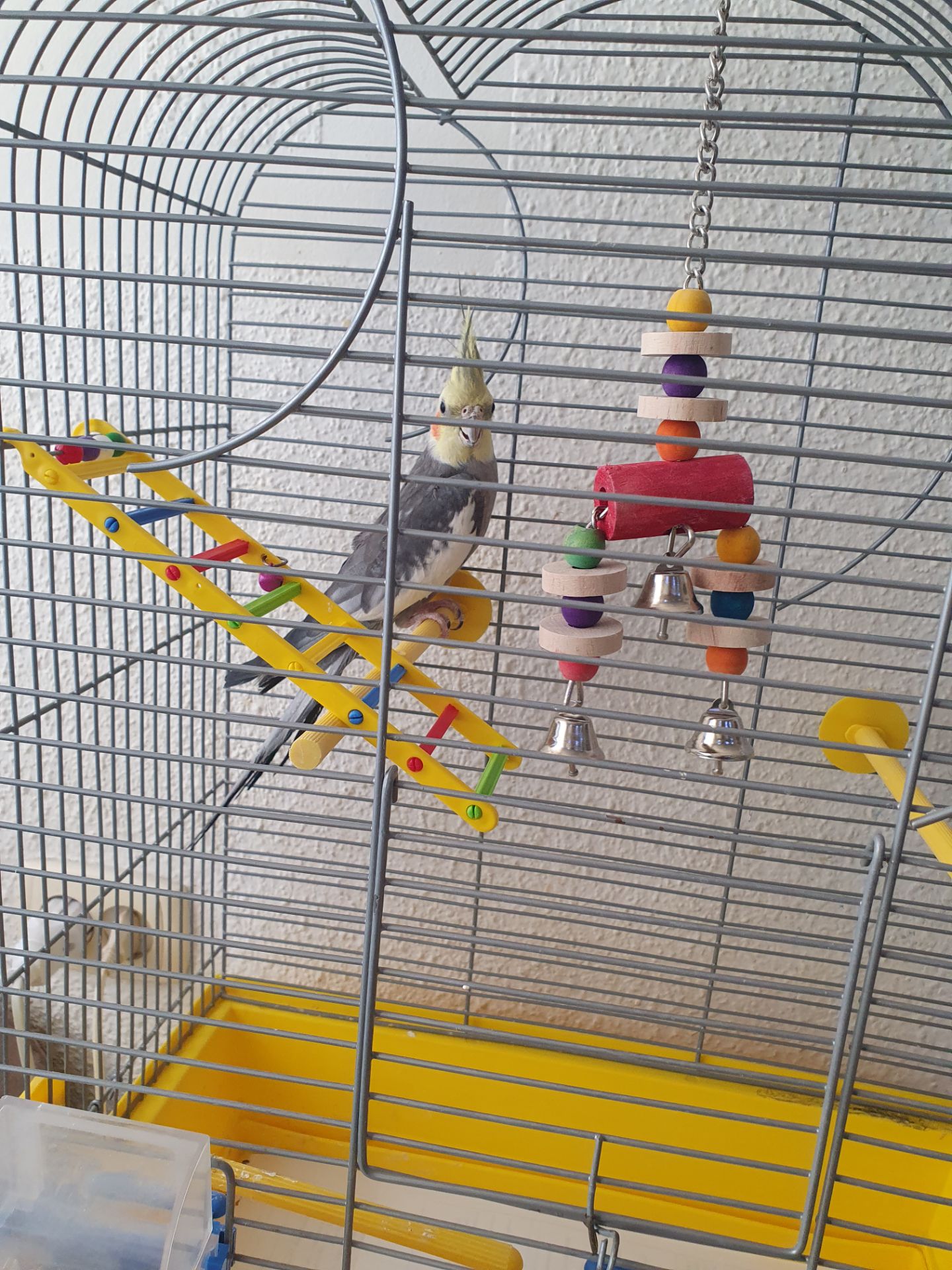 Корела самець 4 місяці