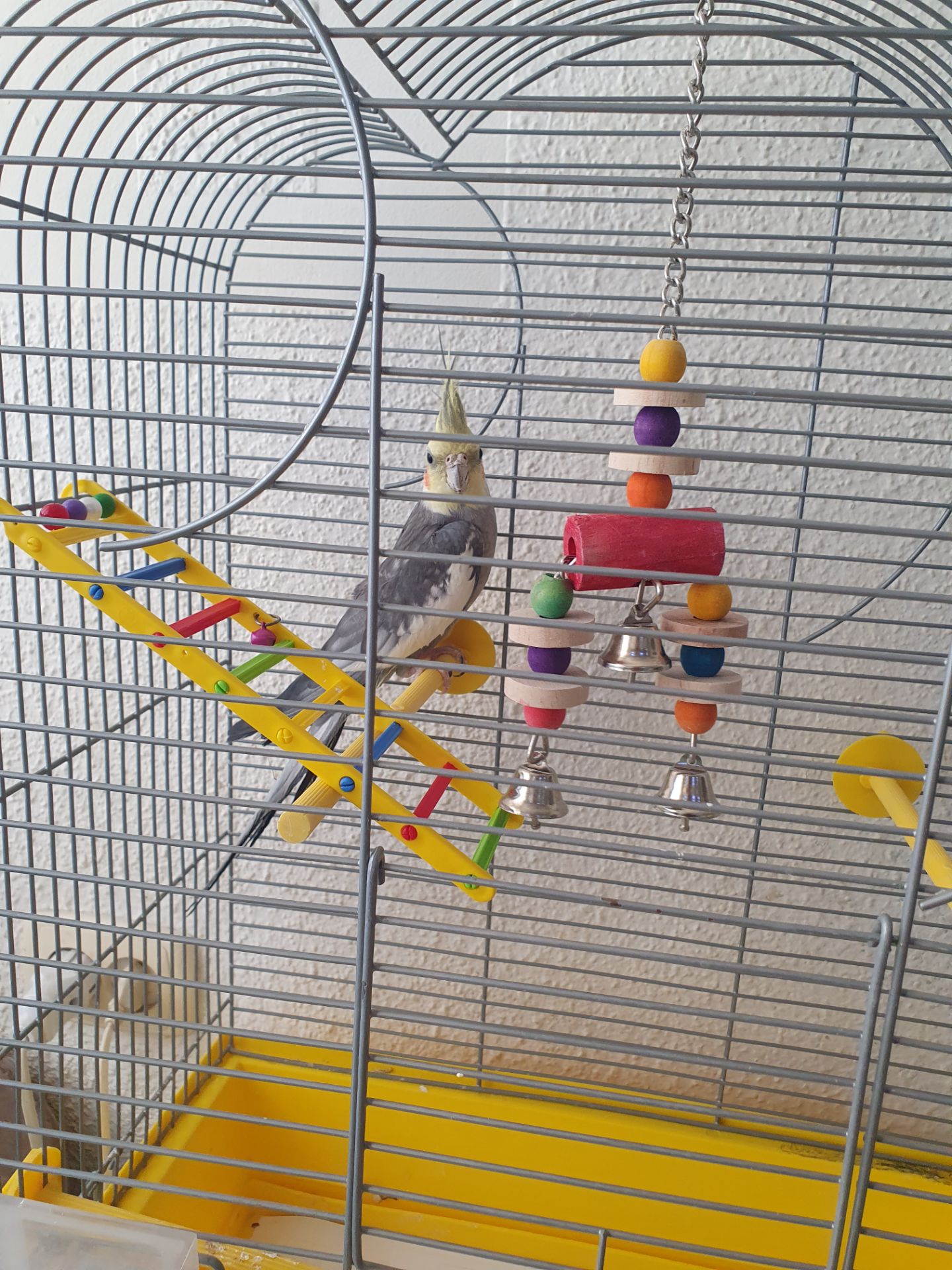 Корела самець 4 місяці