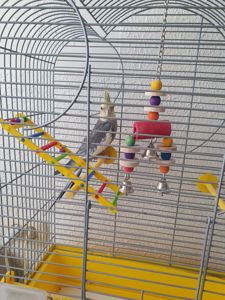 Корела самець 4 місяці