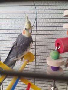 Корела самець 4 місяці