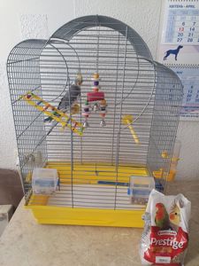 Корела самець 4 місяці