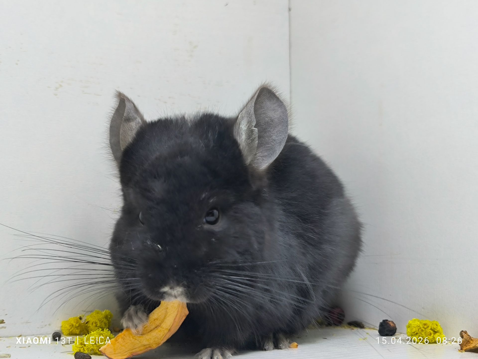 Дівчинка чорна єбоні носій Ангори