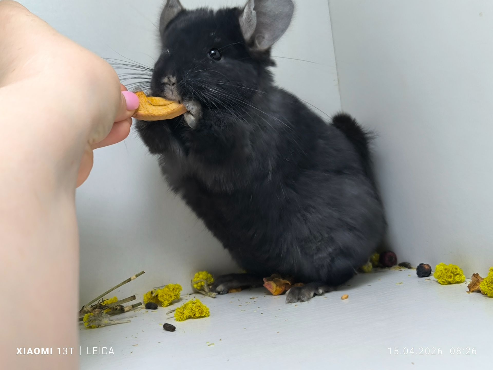 Дівчинка чорна єбоні носій Ангори