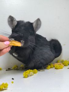 Дівчинка чорна єбоні носій Ангори