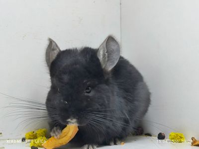 Дівчинка чорна єбоні носій Ангори