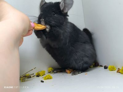 Дівчинка чорна єбоні носій Ангори