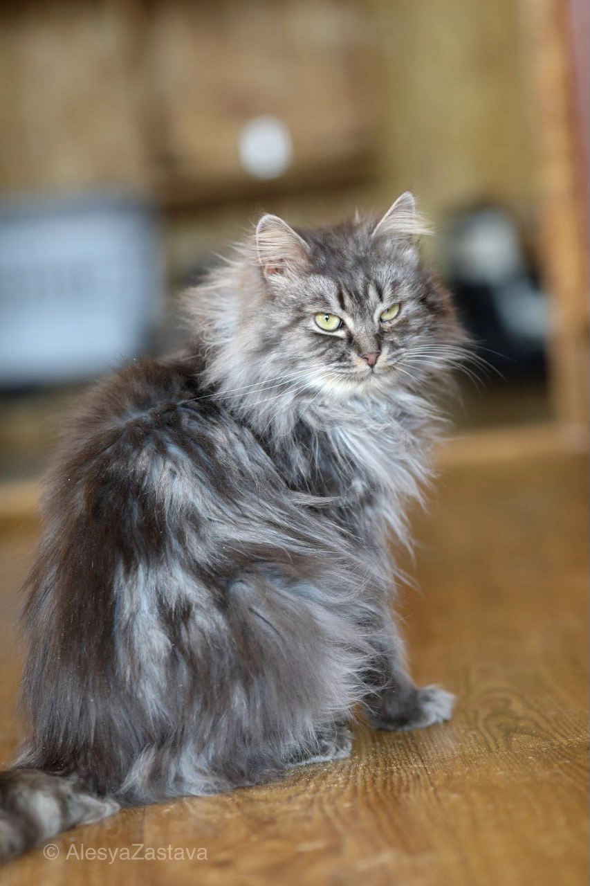 Красень Мартін