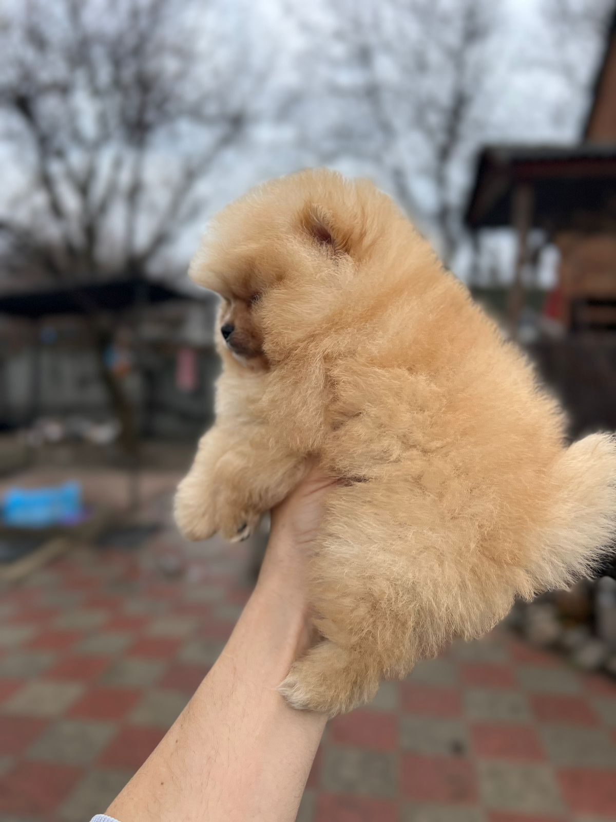 Померанский шпиц