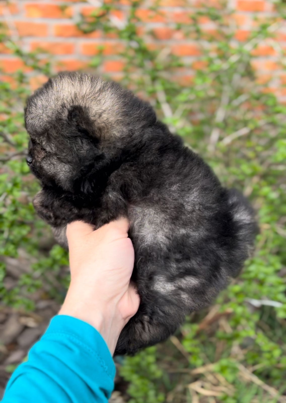 Померанский шпиц