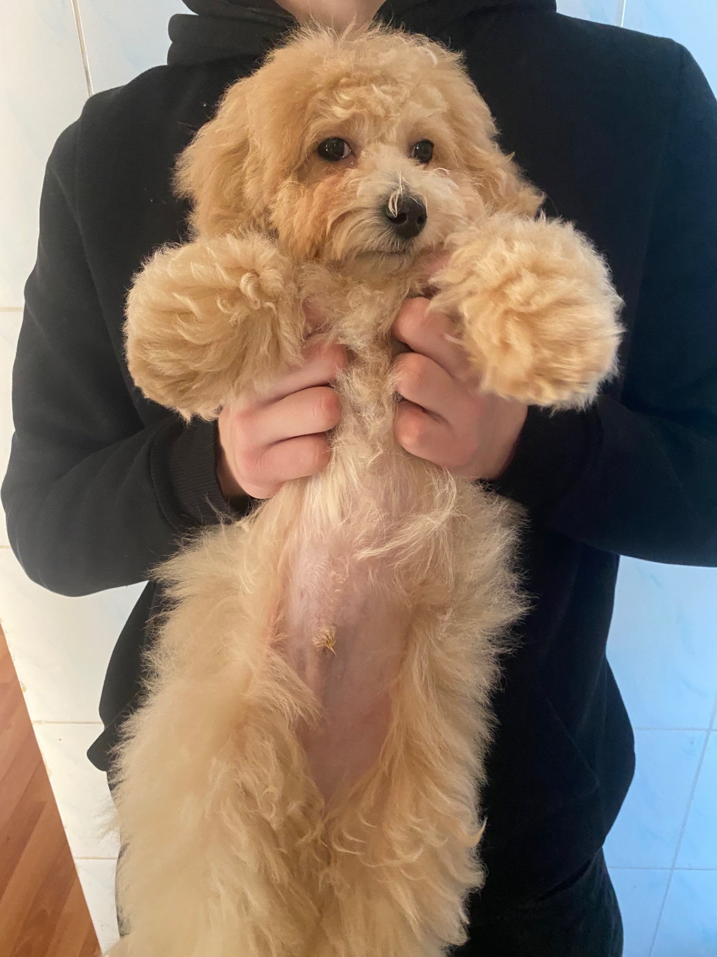 Хлопчик мальтіпу ф1