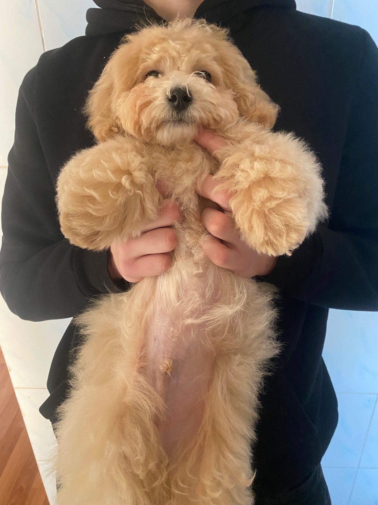 Хлопчик мальтіпу ф1