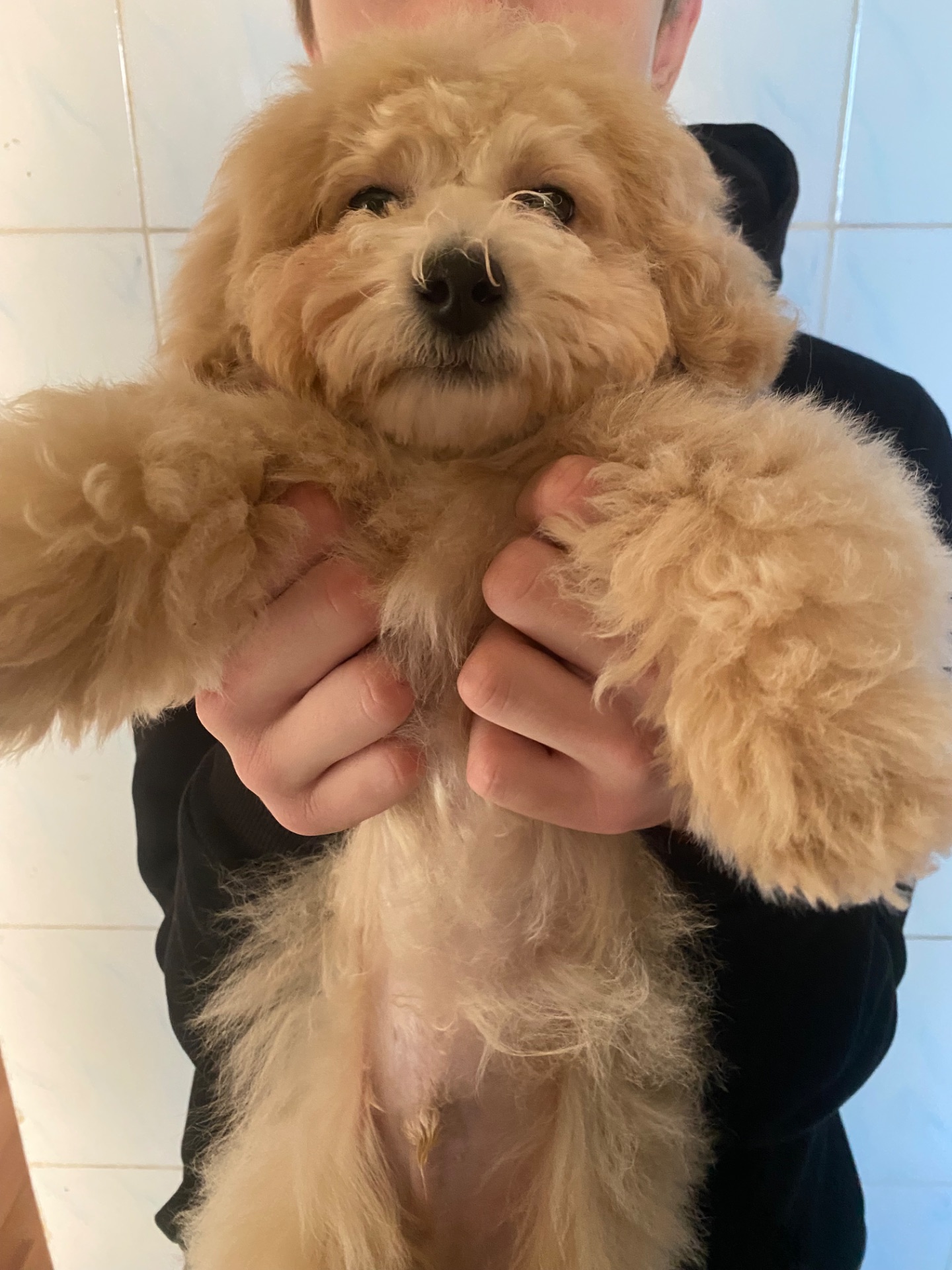 Хлопчик мальтіпу ф1