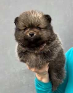 Померанский шпиц