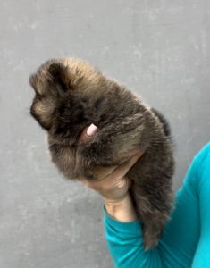 Померанский шпиц