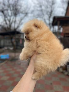 Померанский шпиц