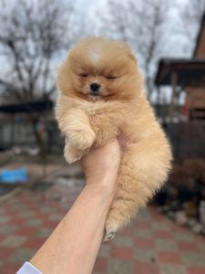 Померанский шпиц