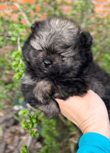 Померанский шпиц