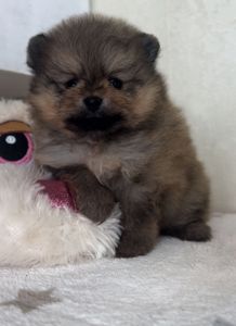 Померанский шпиц