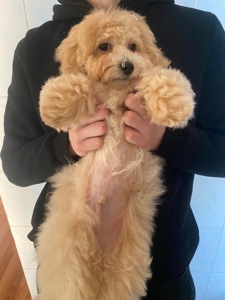 Хлопчик мальтіпу ф1