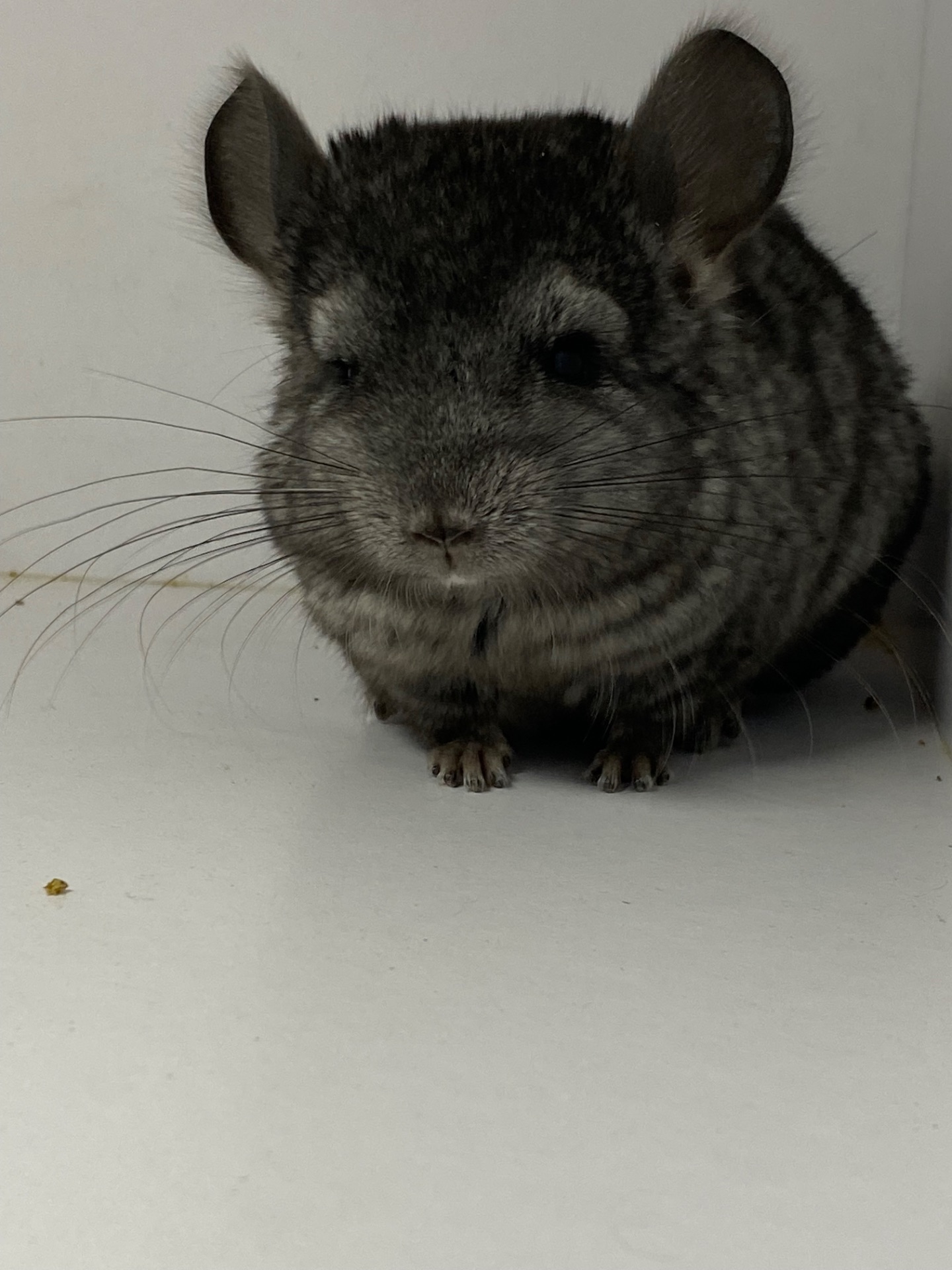 Шиншиллы малыши для брони