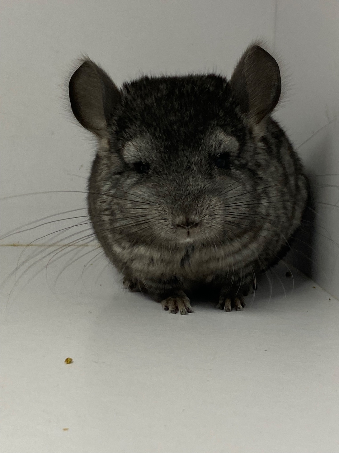 Шиншиллы малыши для брони