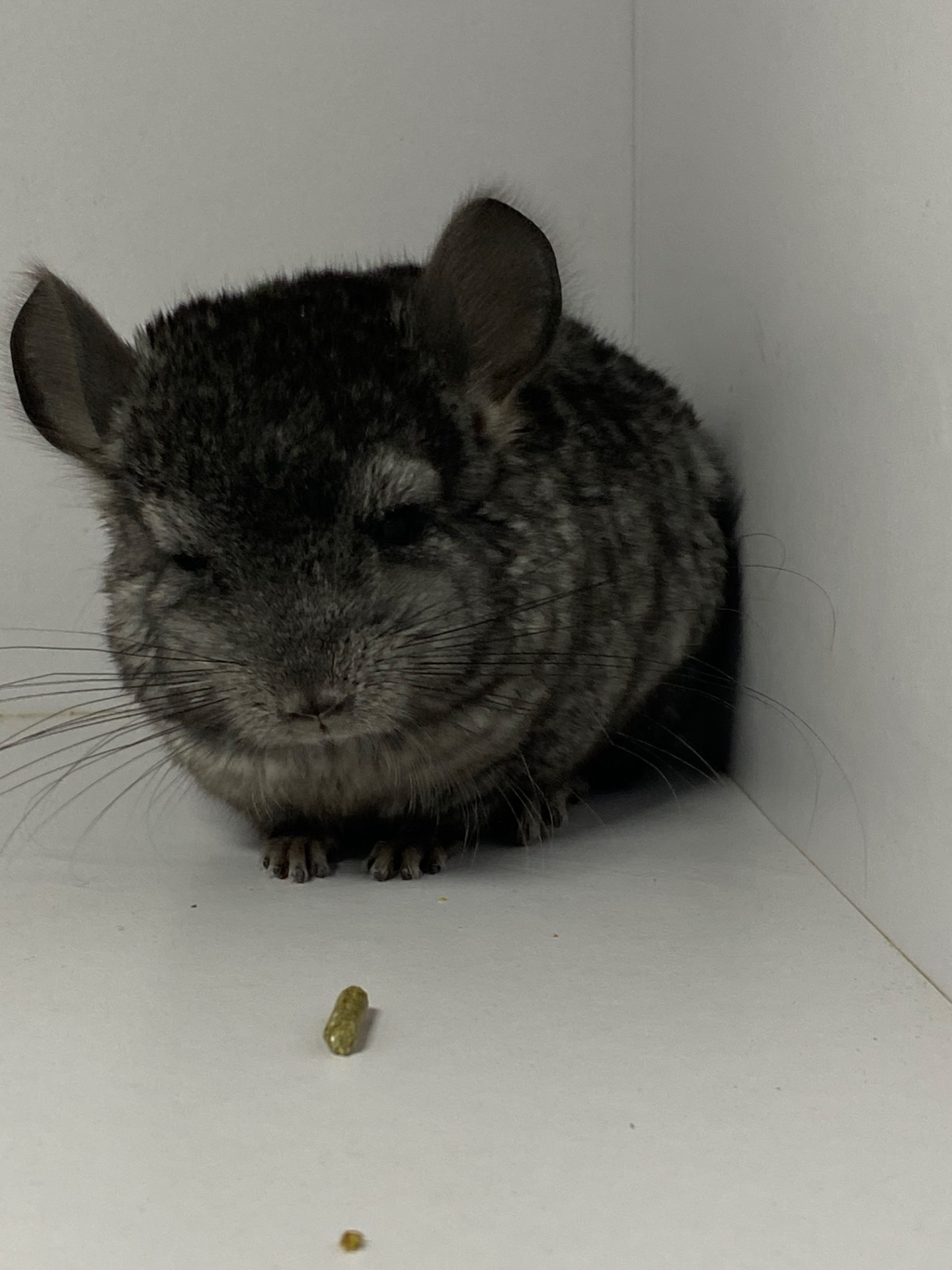 Шиншиллы малыши для брони