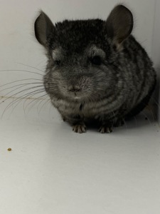 Шиншиллы малыши для брони