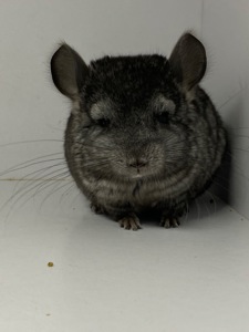 Шиншиллы малыши для брони