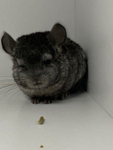 Шиншиллы малыши для брони