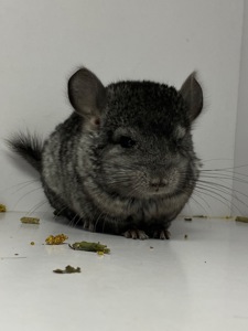 Шиншиллы малыши для брони