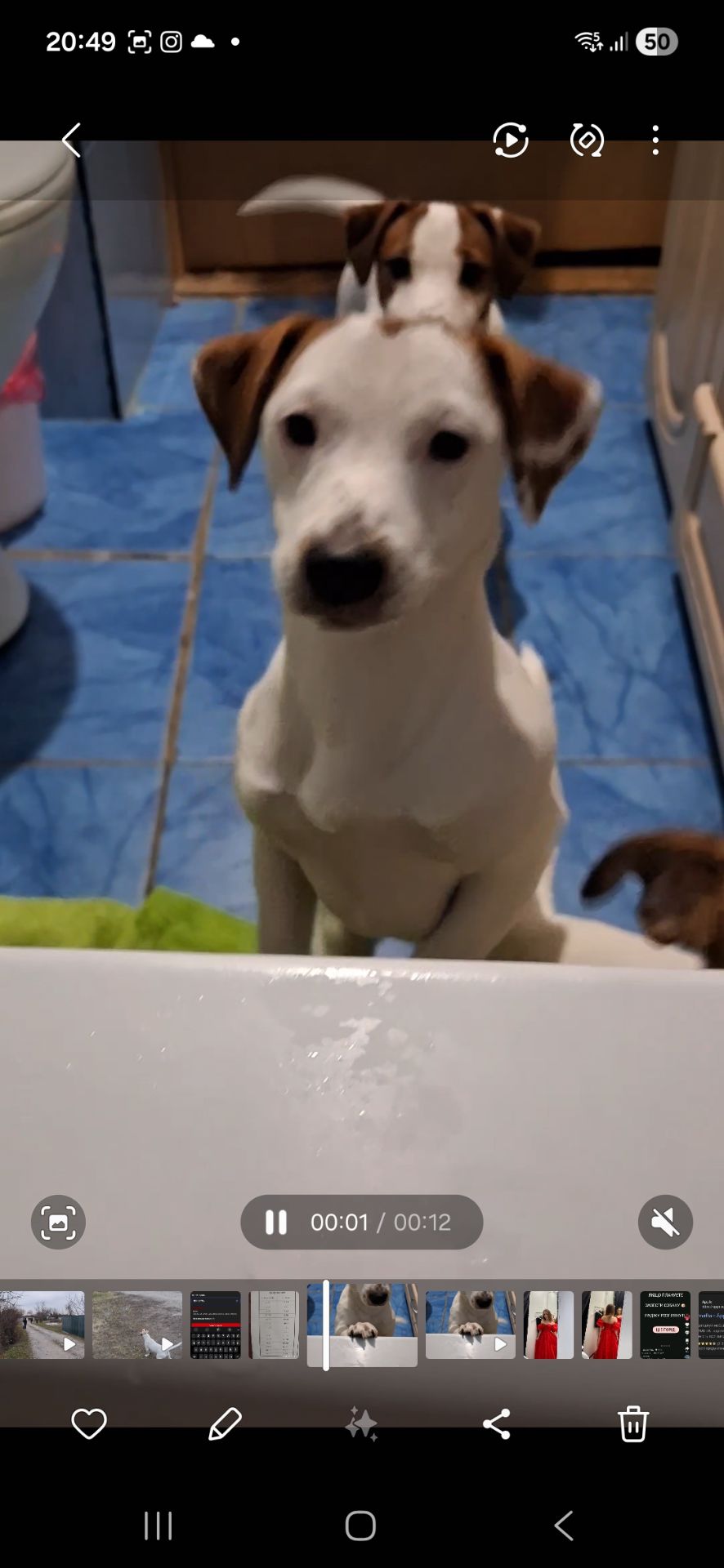 Клубна дівчинкаДжек Рассел тер'єр