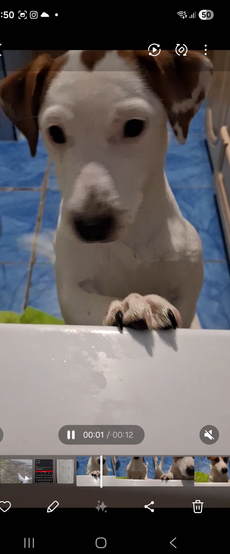 Клубна дівчинкаДжек Рассел тер'єр