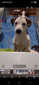 Клубна дівчинкаДжек Рассел тер'єр