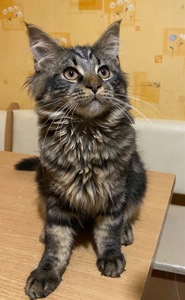 Мейн-кун мальчик 4 месяца