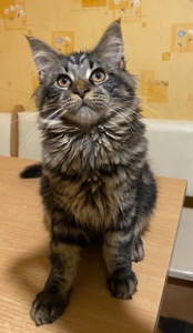 Мейн-кун мальчик 4 месяца