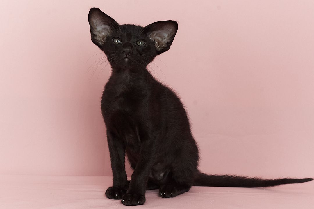 Чорний орієнтальний хлопчик