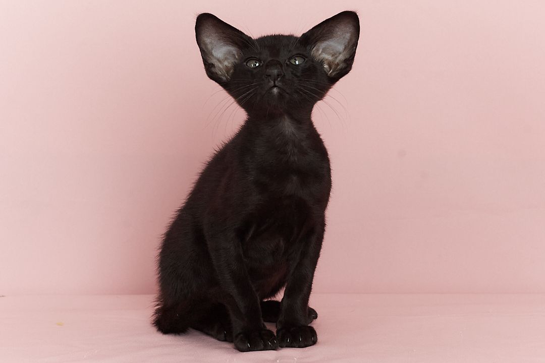 Чорний орієнтальний хлопчик