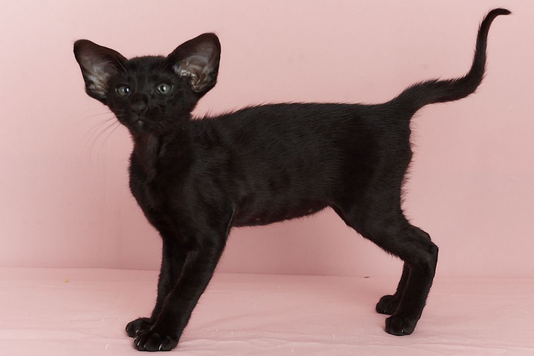 Чорний орієнтальний хлопчик