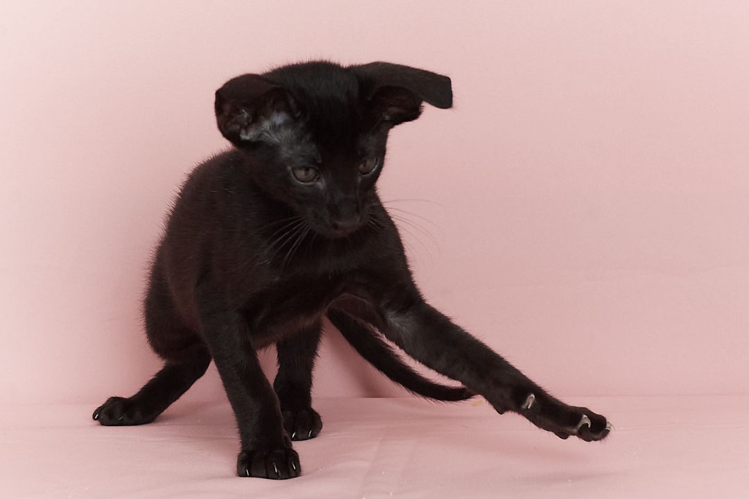 Чорний орієнтальний хлопчик