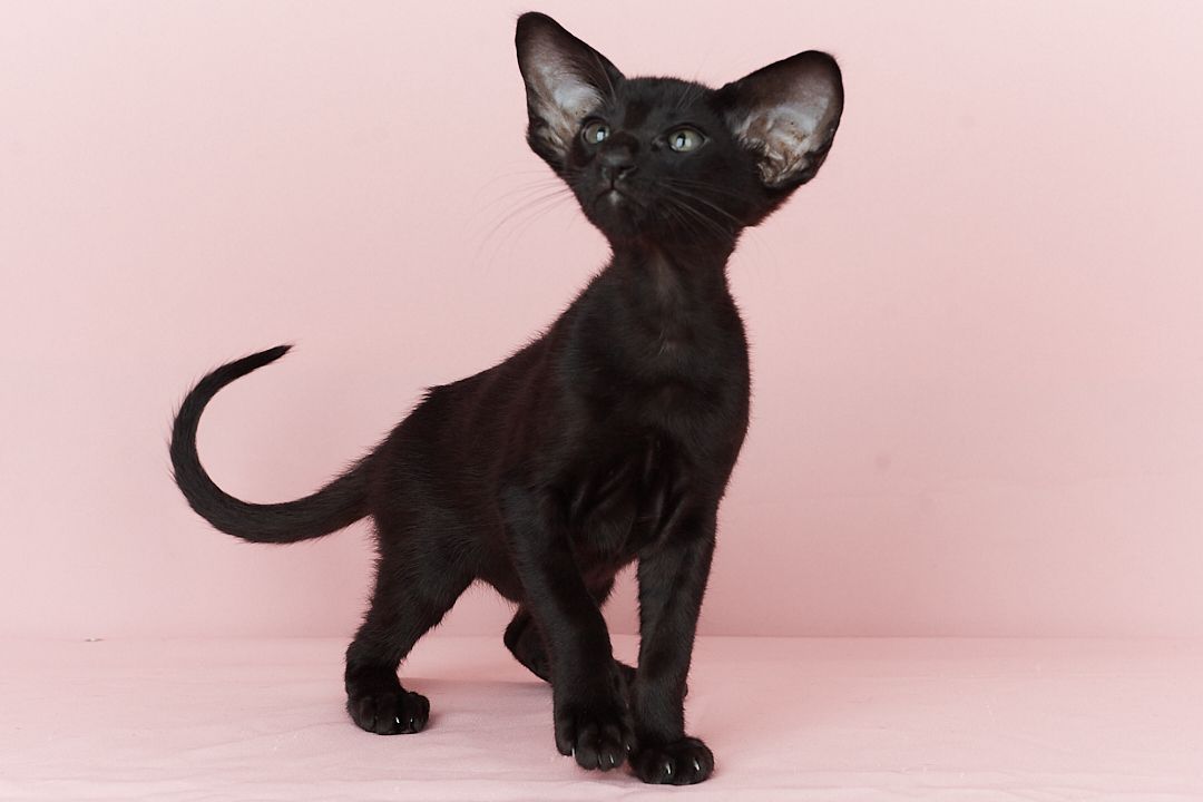 Чорний орієнтальний хлопчик