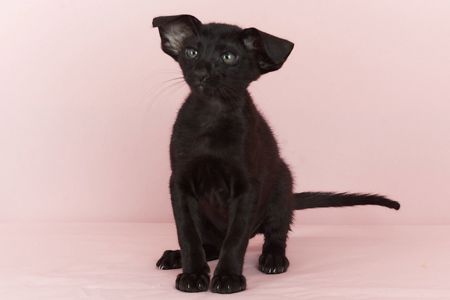 Чорний орієнтальний хлопчик