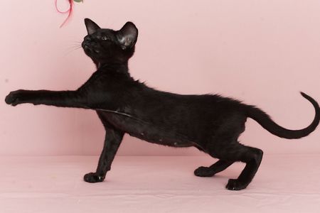 Чорний орієнтальний хлопчик