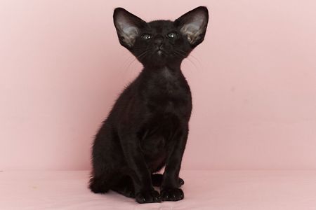 Чорний орієнтальний хлопчик