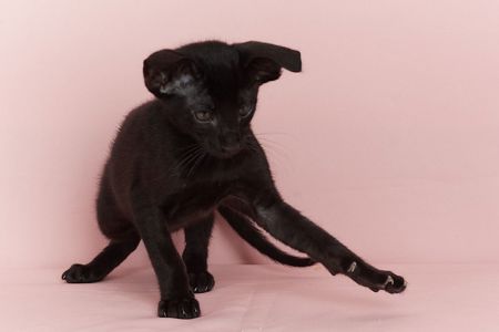 Чорний орієнтальний хлопчик