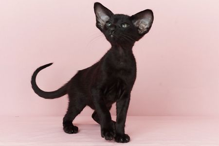 Чорний орієнтальний хлопчик